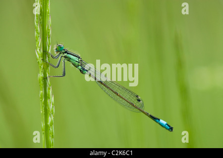 Blau-tailed Damselfly Ischnura Elegans. Surrey, UK Stockfoto