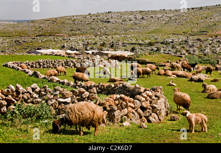 Syrien Wüste Bauernhof Bauer Schafe Beduine Beduinen Stockfoto