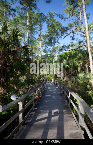 Boardwalk durch Corkscrew Swamp Sanctuary Florida, USA Stockfoto