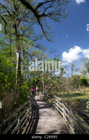 Boardwalk durch Corkscrew Swamp Sanctuary Florida, USA Stockfoto