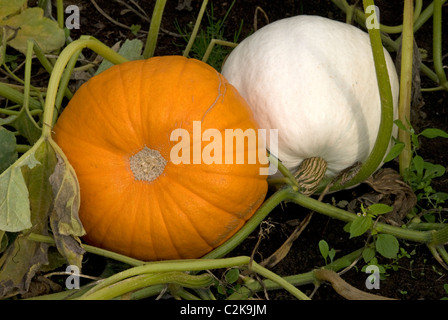 Weiss Kurbis Im Garten Wachst Stockfotografie Alamy