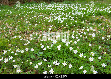 Holz-Anemonen, Anemone Nemorosa. Surrey, UK Stockfoto