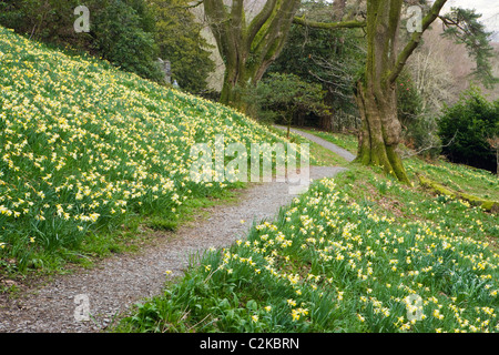 Doras Field, Rydal, Nationalpark Lake District, Cumbria, UK Stockfoto