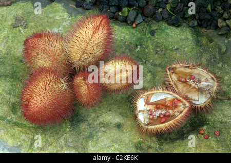 Achiote, Annatto (Bixa Orellana). Fruchtkapseln, teilweise geöffnet, die Quelle des natürlichen Pigment Annatto. Stockfoto