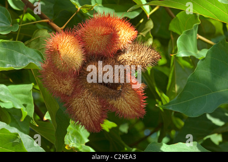 Achiote, Annatto (Bixa Orellana). Fruchtkapseln auf einem Busch. Stockfoto