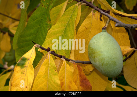 Papaya (Asimina Triloba), Zweig in herbstlichen Farben mit Früchten. Stockfoto