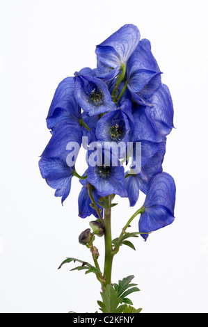 Wolfs Bane, Aconitum, Eisenhut (Aconitum Napellus), Blütenstand. Studio Bild vor einem weißen Hintergrund. Stockfoto