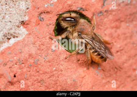 Ein Blatt-Cutter Bee - Megachile Centuncularis, Abdichtung seine Bruthöhle mit einem Stück des Blattes von einem Rosenbusch. Stockfoto