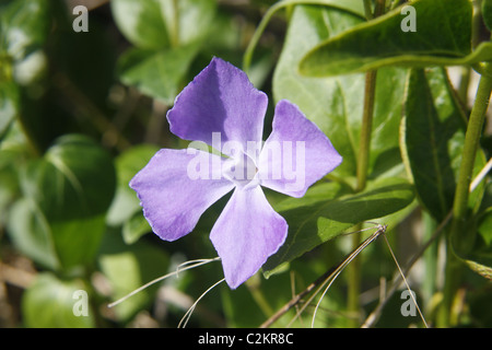 Größere Immergrün auf Feld, Worksop, Notts, England Vinca großen Stockfoto