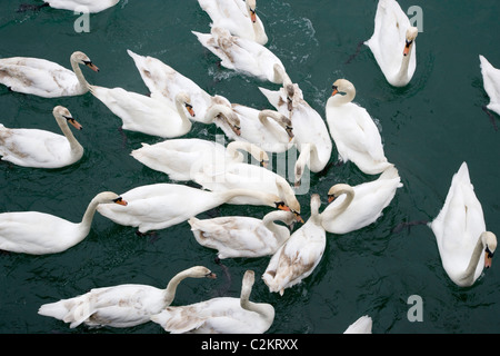 Eine Schar von Schwänen, die Fütterung auf einem Fluss Stockfoto