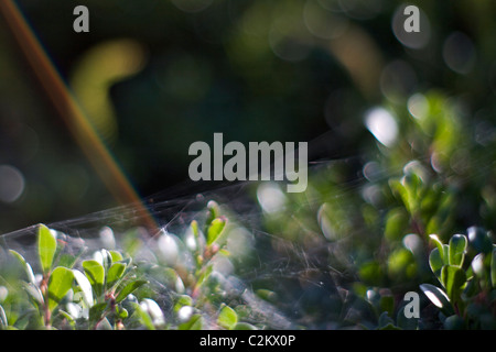 Arctostaphylos 'Vancouver Jade' Blätter Stockfoto