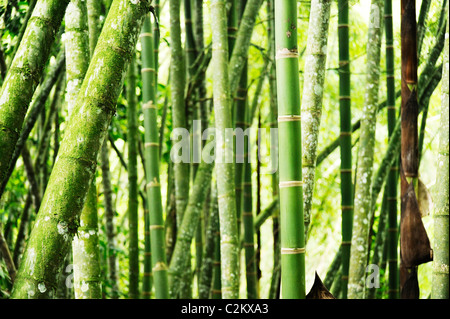 Eine Nahaufnahme von Bambusstämmen in Pereira, Kolumbien, aufgenommen im Botanischen Garten Stockfoto