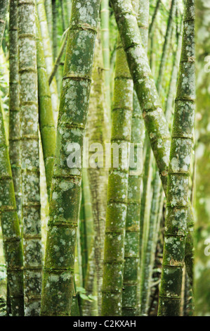 Eine Nahaufnahme von Bambusstämmen in Pereira, Kolumbien, aufgenommen im Botanischen Garten Stockfoto