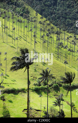 Eine Szene von Hügel in Kolumbien des Wachses Handflächen etwas außerhalb von Salento in der Kaffeeregion in der Süd-west, Quindio. Stockfoto