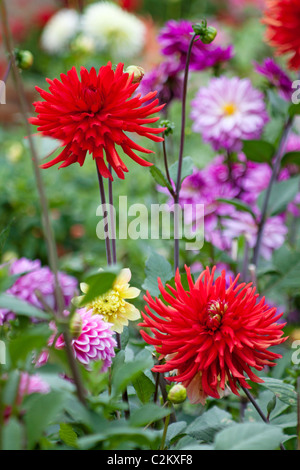 Roter Kaktus Dahlie "Bergers Record" in Dahlie Grenze Stockfoto