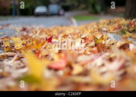 Herbstlaub am Straßenrand Stockfoto