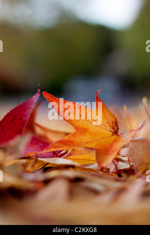 Herbstliches Laub auf dem Boden liegend Stockfoto