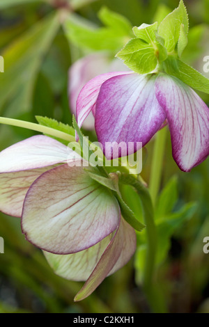 Helleborus Orientalis, Hybrid Pink und weiß Stockfoto