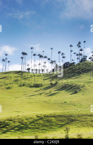 Eine Szene von Hügel in Kolumbien des Wachses Handflächen etwas außerhalb von Salento in der Kaffeeregion in der Süd-west, Quindio. Stockfoto