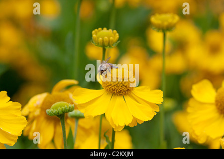 Honigbiene auf Helenium 'Wesergold' Stockfoto