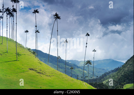 Eine Szene von Hügel in Kolumbien des Wachses Handflächen etwas außerhalb von Salento in der Kaffeeregion in der Süd-west, Quindio. Stockfoto