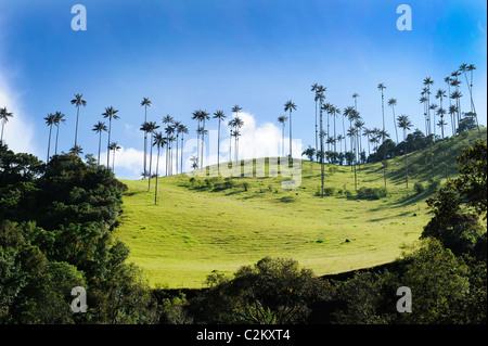 Eine Szene von Hügel in Kolumbien des Wachses Handflächen etwas außerhalb von Salento in der Kaffeeregion in der Süd-west, Quindio. Stockfoto