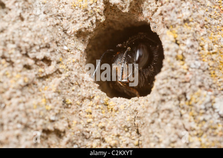 Eine weibliche Hairy-Footed Blume Biene - Anthophora Plumipes, Blick aus ihrer Höhle in einer alten Mauer. Stockfoto