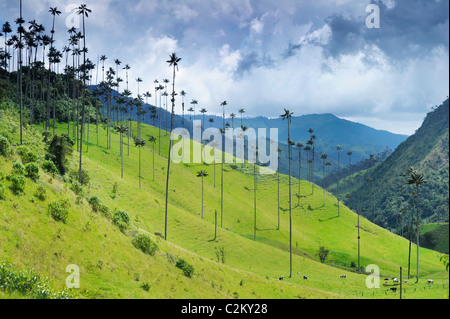 Eine Szene von Hügel in Kolumbien des Wachses Handflächen etwas außerhalb von Salento in der Kaffeeregion in der Süd-west, Quindio. Stockfoto