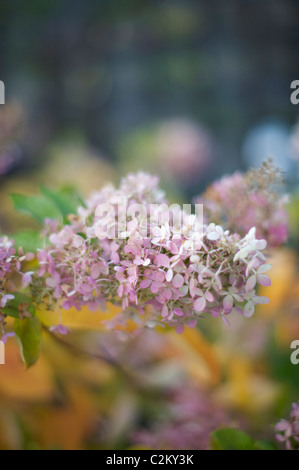 Hydrangea Paniculata 'Grandiflora' Stockfoto