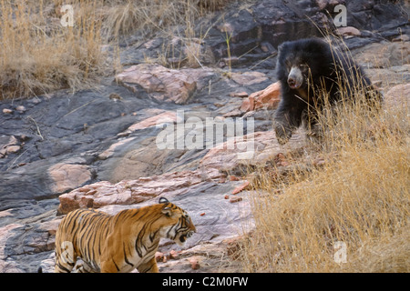 Mutter Bär mit zwei jungen auf dem Rücken kämpft eine wilde Tiger in Ranthambhore National Park, Indien Stockfoto