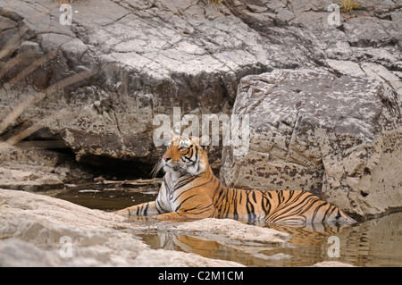 Tiger in einem Wasserloch in Ranthambhore Stockfoto