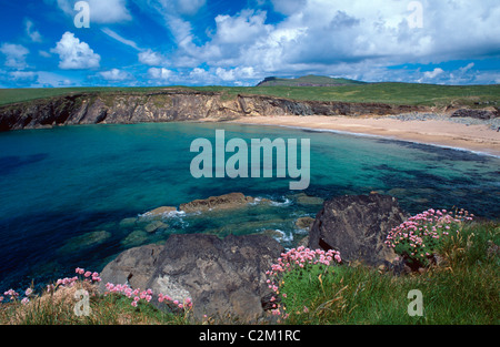 Sparsamkeit wächst über Clogher Bucht, Halbinsel Dingle, County Kerry, Irland. Stockfoto