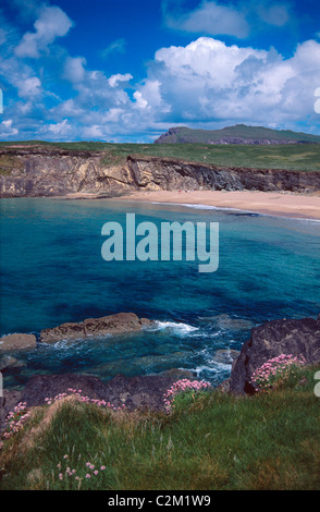 Sparsamkeit wächst über Clogher Bucht, Halbinsel Dingle, County Kerry, Irland. Stockfoto