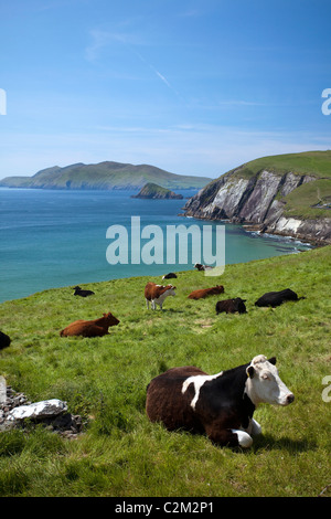 Kühe ruhen über Coumeenoole Bucht, Halbinsel Dingle, County Kerry, Irland. Stockfoto