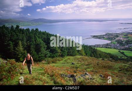 Walker klettern Slieve Foye oben Carlingford Lough, County Louth, Irland. Stockfoto