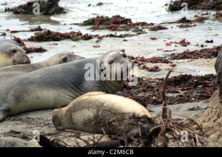 ELEPHANT Dichtungen ANO NUEVO STATE RESERVE USA 10. Dezember 2010 Stockfoto