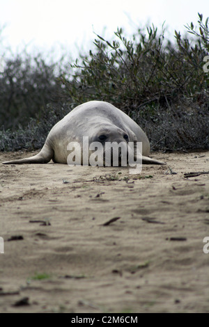 ELEPHANT Dichtungen ANO NUEVO STATE RESERVE USA 10. Dezember 2010 Stockfoto