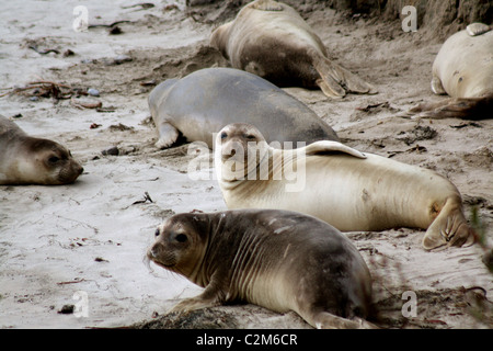 ELEPHANT Dichtungen ANO NUEVO STATE RESERVE USA 10. Dezember 2010 Stockfoto