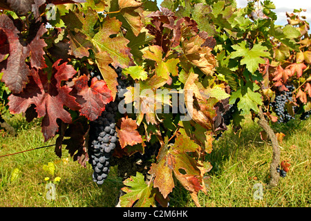 Trauben wachsen an Reben in der Nähe von Dondas in France.landscape format.copy Raum. Stockfoto