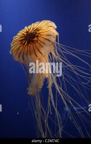 Atlantik BRENNNESSEL Quallen GEORGIA AQUARIUM ATLANTA USA 3. Januar 2011 Stockfoto