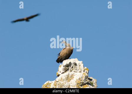 Griffon oder Eurasion Geier sitzen auf Felsenturm mit 2. Geier schweben in den Himmel unscharf Stockfoto