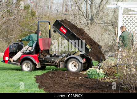 Verbreitung von Mulch in ein Blumenbeet ein Toro Workman Utility Vehicle mit einer Mistgabel. Stockfoto