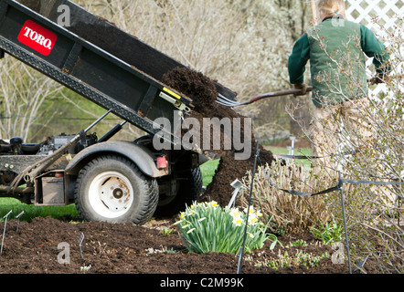 Verbreitung von Mulch in ein Blumenbeet ein Toro Workman Utility Vehicle mit einer Mistgabel. Stockfoto