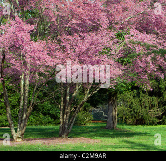 Sehr frühe Knospe eine Okame Cherry Prunus x Kirschbaum. Schuss im zeitigen Frühjahr. Stockfoto