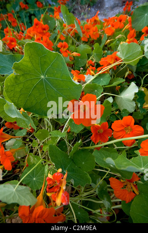Orange Kapuzinerkresse wachsen am Hang Stockfoto