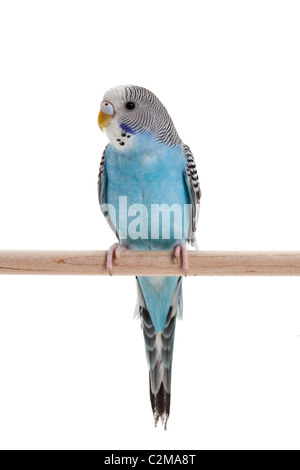 blauer Wellensittich Nahaufnahme Schuss Stockfoto