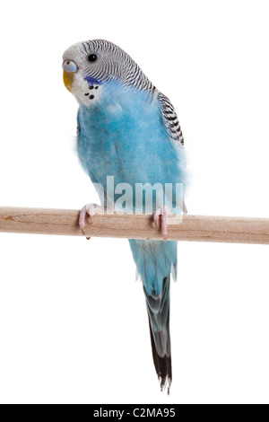 blauer Wellensittich Nahaufnahme Schuss Stockfoto