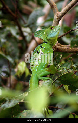 GEFIEDERTE BASILISK - JESUS CHRIST LIZARD TORTUGUERO Nationalpark Costarica 8. Februar 2011 Stockfoto