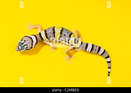 Baby-Leopardgeckos auf gelb Stockfoto