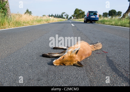 Ein toter Fuchs auf einer Landstraße Stockfoto